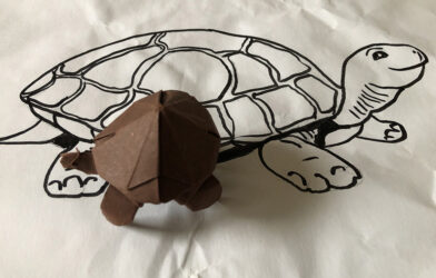 Prix de l'Elevage de tortues évangélisateur !